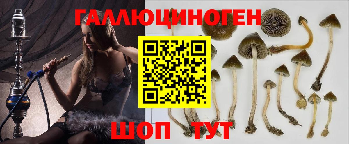 Псилоцибиновые грибы Psilocybine cubensis Кумертау